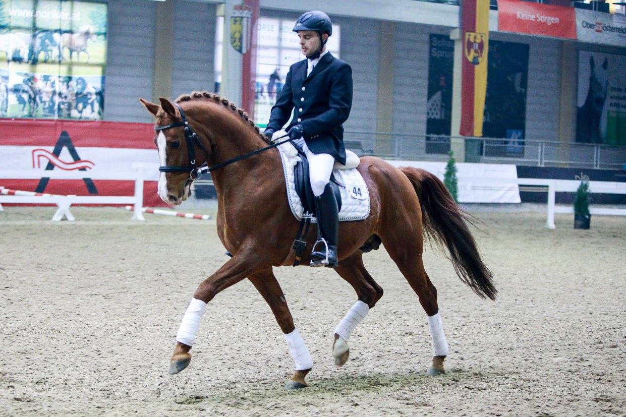 Austrian Warmblood